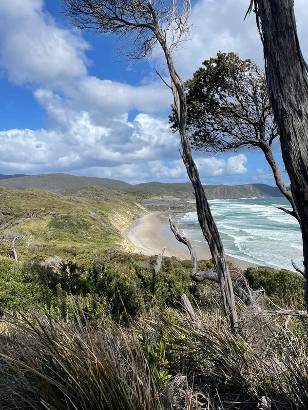 Wilder Trails The Lion's Cape